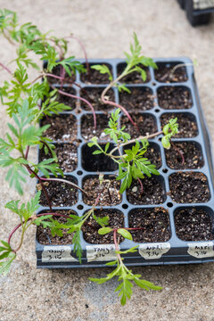 Dye Flower seedlings sprouting in grow trays outdoors