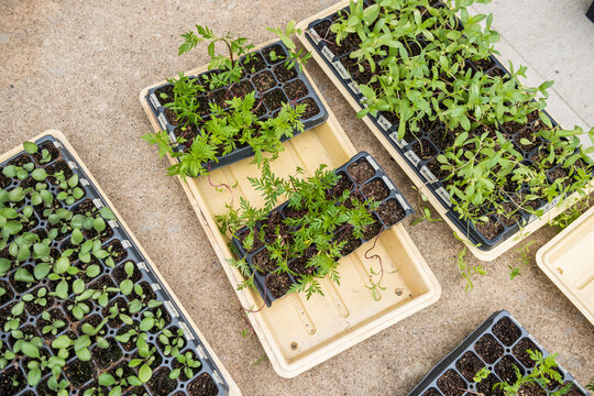 Dye Flower seedlings sprouting in grow trays outdoors