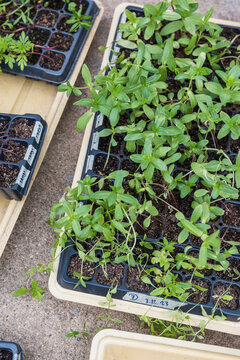 Fototapeta Dye Flower seedlings sprouting in grow trays outdoors