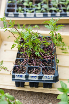 Dye Flower seedlings sprouting in grow trays outdoors