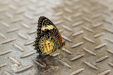 Fototapeta na wymiar The butterfly landed on an iron step