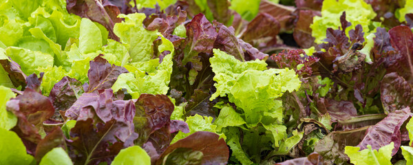 Close-up of mixed lettuce with raindrops growing in vegetable garden