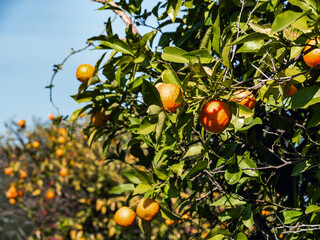 Tangerine tree with many ripe fruits for harvest in Turkey. No people. Agriculture and tree plantation concept