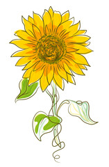 Sunflower vector illustration