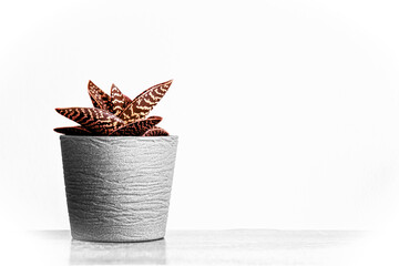 Obraz premium Succulent Aloe plant in a flowerpot