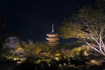 京都 ライトアップされた東寺の夜桜