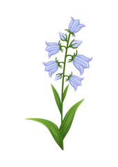 Fototapeta na wymiar Bluebell flower. Floral design for postcard, poster, ad, decor, fabric and other uses. Vector isolated illustration of harebell flower.
