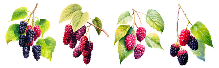 Watercolor painting of a mulberry fruit on the branch, set isolated on white background. Cut out PNG illustration on transparent background. - obrazy, fototapety, plakaty