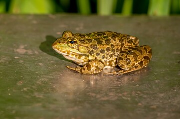 One pool frog sitting on ground in natural habitat. Pelophylax lessonae. European frog.