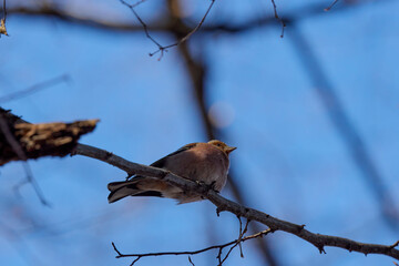 Fringilla coelebs, on a sunny winter day on a tree.