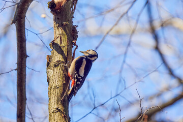 (Dendrocopos major) on a tree on a sunny day looking for food.