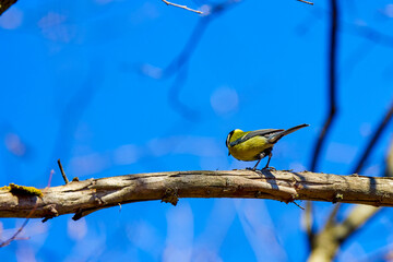 (Paridae), are a family of passerine insectivorous arboreal birds widely distributed in Eurasia, North America, Africa.