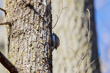 (Certhia familiaris) on a tree where it searches for food by hammering the bark of the tree.