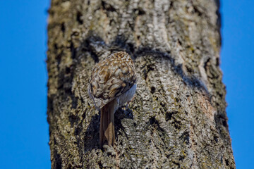 Obraz premium (Certhia familiaris) on a tree where it searches for food by hammering the bark of the tree.
