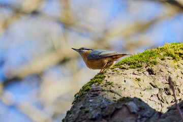 (Sitta europaea) is a small bird found in temperate Europe and Asia. It is the most widespread bird in the family Sittidae (Shrikes).