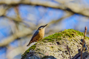 (Sitta europaea) is a small bird found in temperate Europe and Asia. It is the most widespread bird in the family Sittidae (Shrikes).