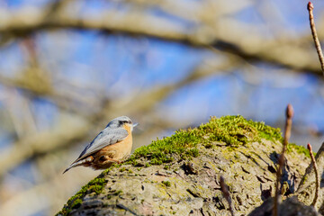 (Sitta europaea) is a small bird found in temperate Europe and Asia. It is the most widespread bird in the family Sittidae (Shrikes).