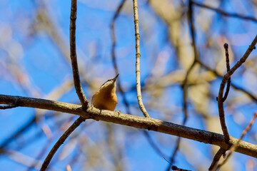 (Sitta europaea) is a small bird found in temperate Europe and Asia. It is the most widespread bird...