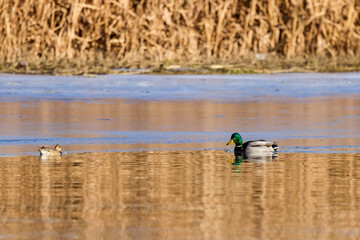 Wild ducks on a river in winter