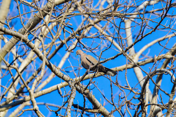 Streptopelia decaocto among the branches of a tree in winter.