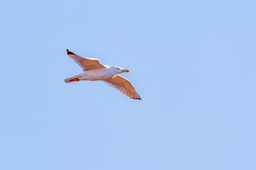 seagull in flight on the background of the clear sky