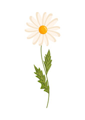 Chamomile flower. Botanical vector illustration isolated on white background for postcard, poster, ad, decor, fabric and other uses.
