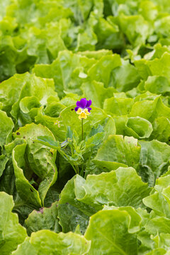 Purple yellow pansy growing between andive platns in vegetable garden