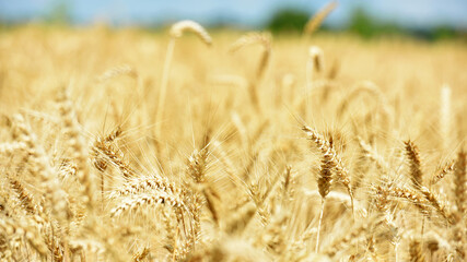 spikelets of golden wheat in the field. Ripe big golden ears of wheat on a yellow background of the field. nature. The idea of a rich summer harvest, agriculture, agro-industrial complex for food.