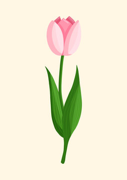 Pink tulip flower. Spring blooming vector illustration for women's day, mother's day, easter and other holidays. Floral isolated design for postcard, poster, ad, decor, fabric and other uses.