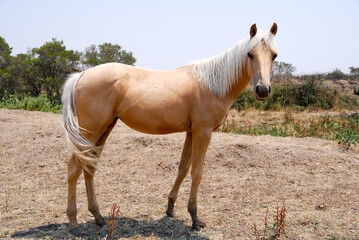 A palomino horse with white mane and tail on dry farm land