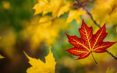 close-up of a red maple leaf, veined and mottled, broken from a branch along with other green leaves
 - Powered by Adobe