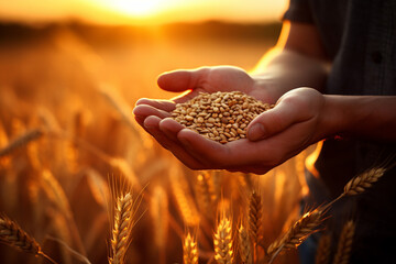 hand holding wheat