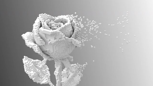 Digital flower white rose disintegrates to 3d pixels. 3d animation. 4k.