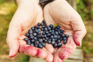 A person holds a handful of freshly picked wild blueberries in his hands