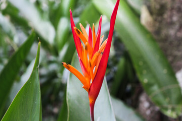 red and yellow flower