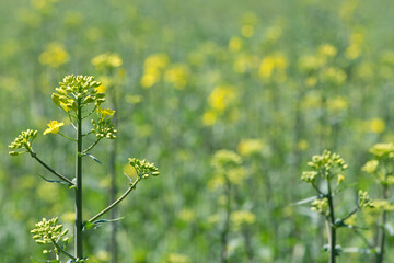 Rapeseed. Brassica napus. are blooming in sunny summer day. yellow flower, isolated on blurred natural background. agriculture, in Europe or Asia. floral background, close-up. soft focus