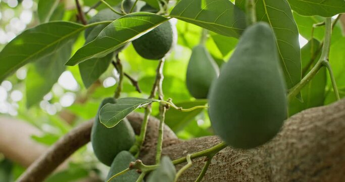 Ripening fresh avocado fruit on the tree in the garden. Growing organic avocados by a farmer. High quality 4k footage
