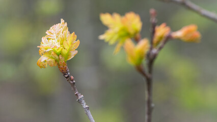 oak leaves. young leaves on a tree branch with sunlight, natural foliage background, young oak leaves background, park or forest. spring season, nature, close-up. space for text. soft focus