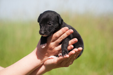 Little black dog puppy in his arms. puppy is laying in the arms of his owner. black dog in his female hands. pet animal, favorite, pet care. close-up. on a green blurred background, on a sunny day
