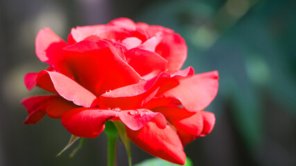 delicate red rose on a flower bed, after the rain. beautiful flowers of red garden roses, dew drops. Bushes of red roses are blooming in the garden. Plant care, landscaping, holiday gift for a girl.