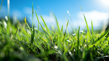 Fototapeta premium grass and sky