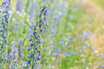 Echium vulgare. beautiful wildflowers. blue flowers, summer floral background. close-up. bokeh. beautiful nature. blooming meadow in sunny weather. spring meadow. selective focus