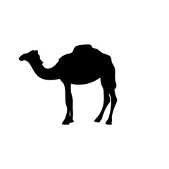 Camels Silhouette Vector 