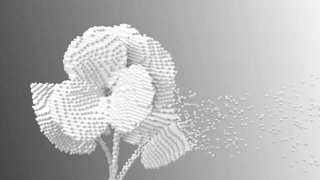 White digital flower viola disintegrates to 3d pixels. 3d animation. 4k.