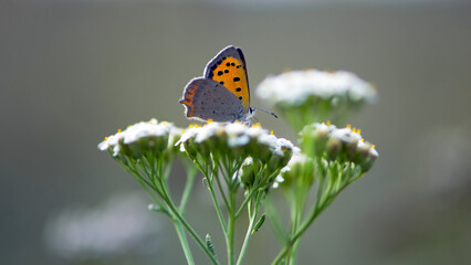 orange butterfly sits on a white wildflower. Close-up of a Small copper Lycaena phlaeas, sitting on white flower. Insect pollination in summer. Fragile butterfly in nature beautiful outdoors