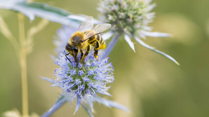 bee collecting nectar from a thorny wildflower close-up. honey bee on the meadow plant Eryngium. macro photo of an insect in nature. natural background, place for text, bokeh