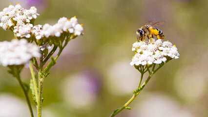bee in yellow pollen on a background of white flowers. white wild flower Achillea millefolium and...