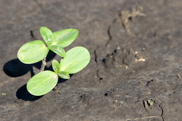 sprouting sunflower in early spring garden. two green sprouts, against the background of black soil. farming concept, planting in the field. selective focus, copy space. space for text, close-up