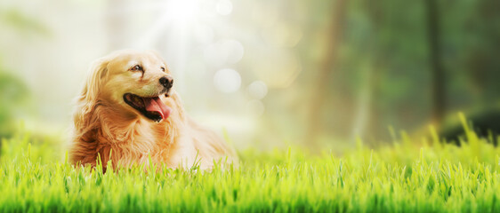 Beautiful dog walking in the grass