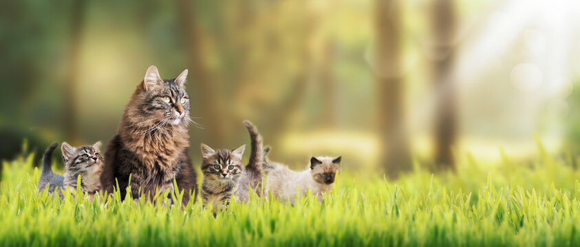 Cute Cat With Kittens Outdoors